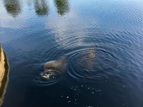 Manatee Family