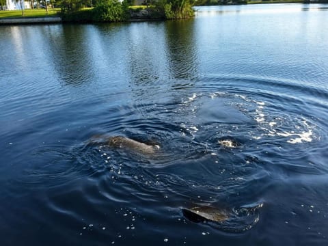 Manatee with baby came to visit