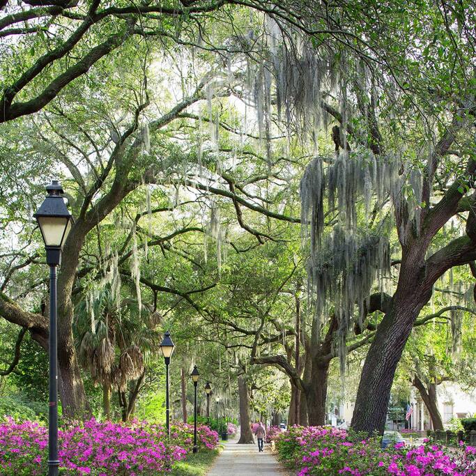 Stunning walk along Forsyth Park with the azaleas in bloom