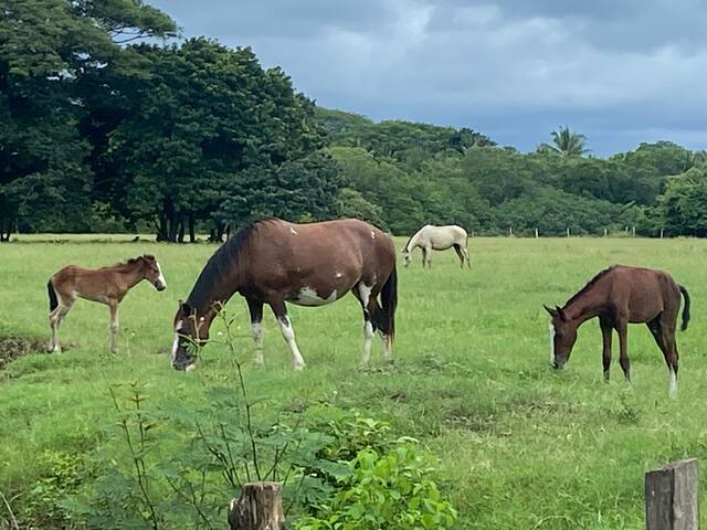 Casa Nube - Lux tropical villa, 3mins to beaches - Sámara