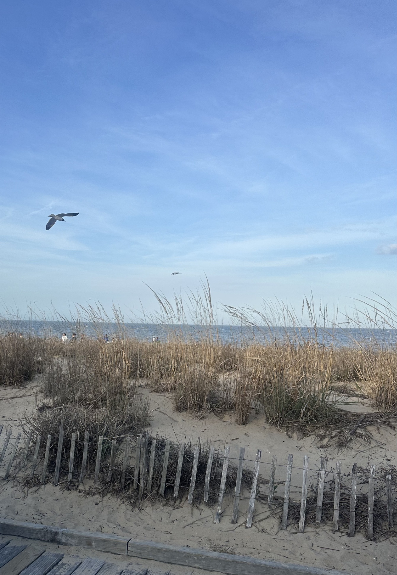 Lewes, DE (15mi, 22min) Lewes, DE (15mi, 22min) - Our Shorebird Way - Millsboro