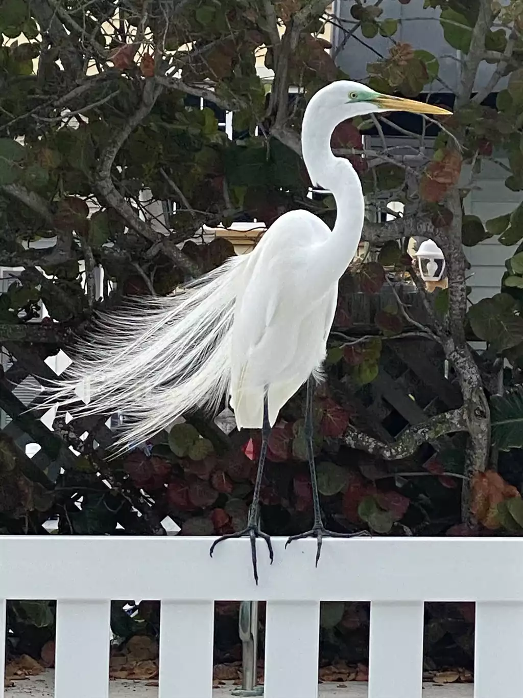 Blue Heron Cottage #1 - Indian Rocks Beach