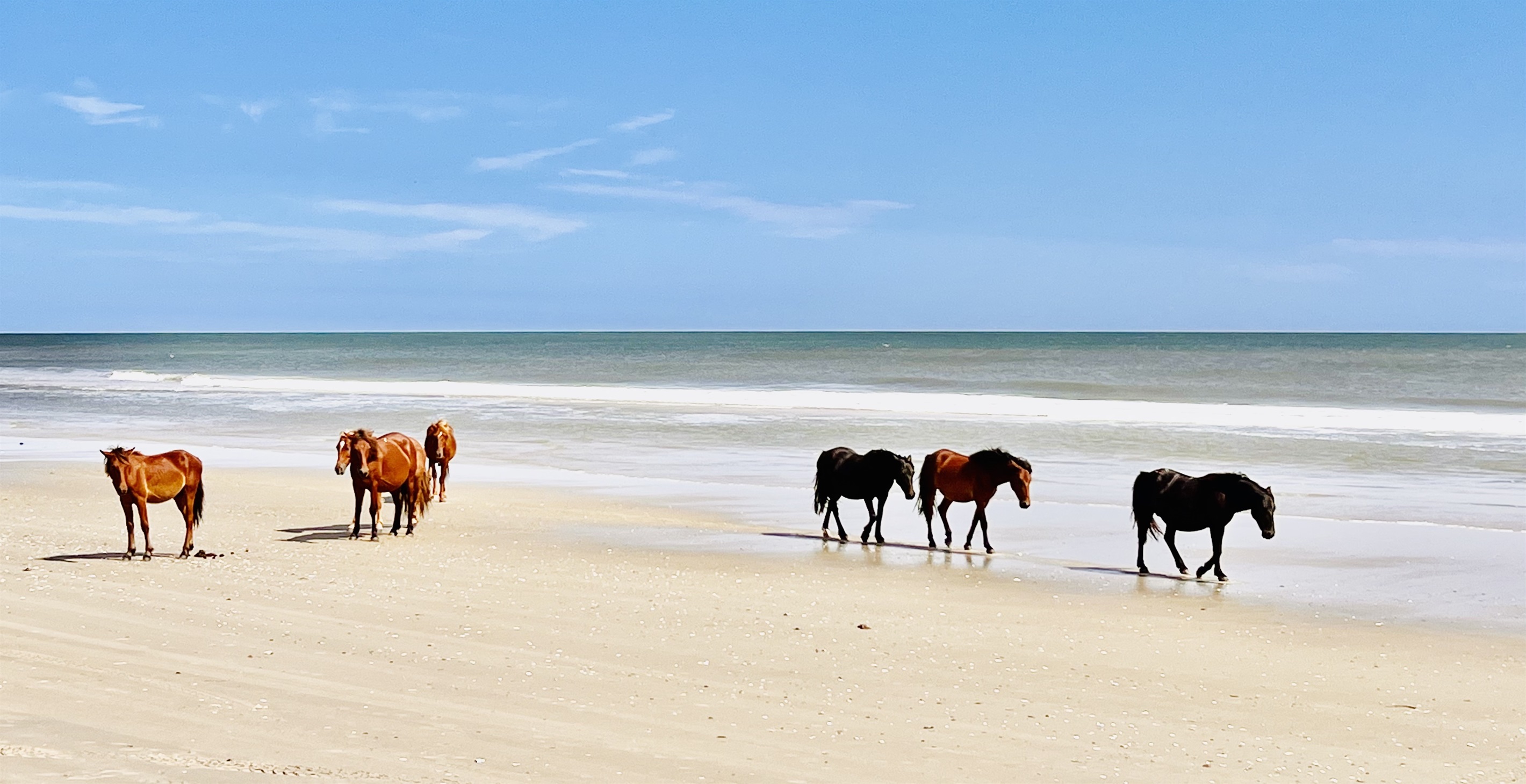 Wild Horses seen on the 4x4 beach, located about 3 miles away, ask about renting a 4x4 for the day or week