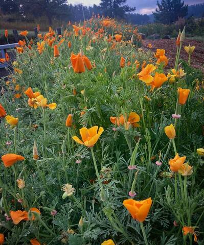 The Homestead on Corral Creek - Nemo