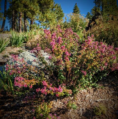 The Homestead on Corral Creek - Nemo
