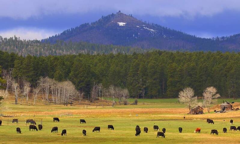 Custer Peak and the neighboring cattle.