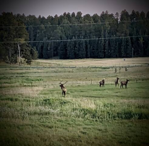 The Homestead on Corral Creek - Nemo