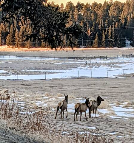 The Homestead on Corral Creek - Nemo