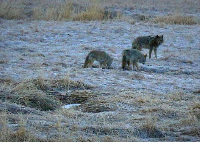 Coyotes from the dining room window...!