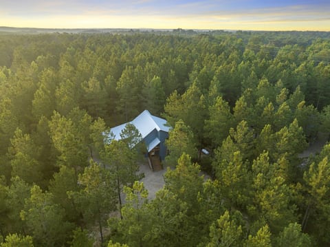 Surrounded by towering pines