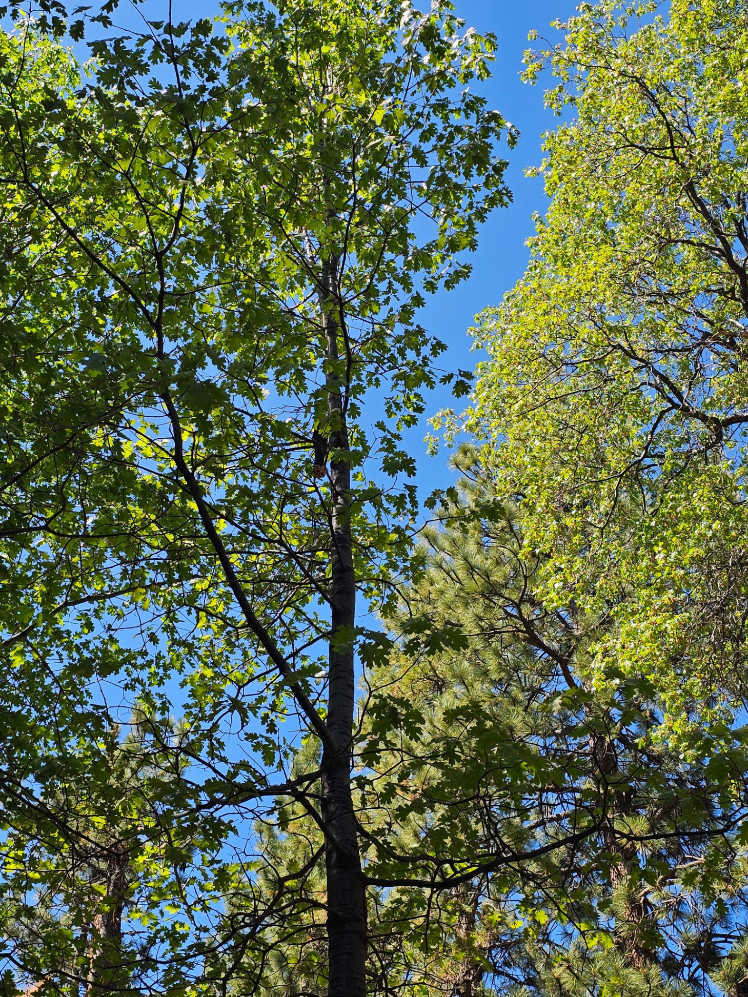 moonridge-echo-camp/