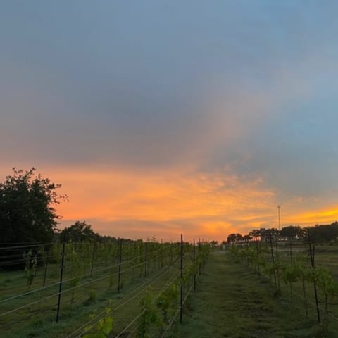 12 Fires Winery - Glamping   #1
