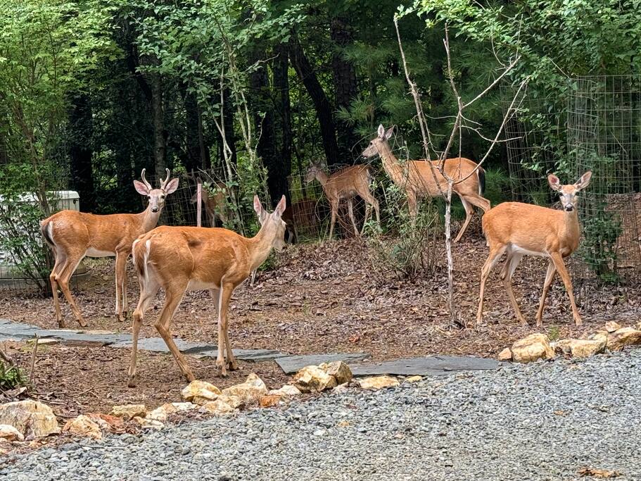 Experience nature up close! Watch as deer peacefully forage right in front of the cabin, creating a magical and serene atmosphere. A perfect reminder of the beauty and tranquility that surrounds your mountain getaway. Experience nature up close! Watch as deer peacefully forage right in front of the cabin, creating a magical and serene atmosphere. A perfect reminder of the beauty and tranquility that surrounds your mountain getaway. - Spacious Cabin, Hot Tub, Theater, Dog Run, FirePit - Ellijay