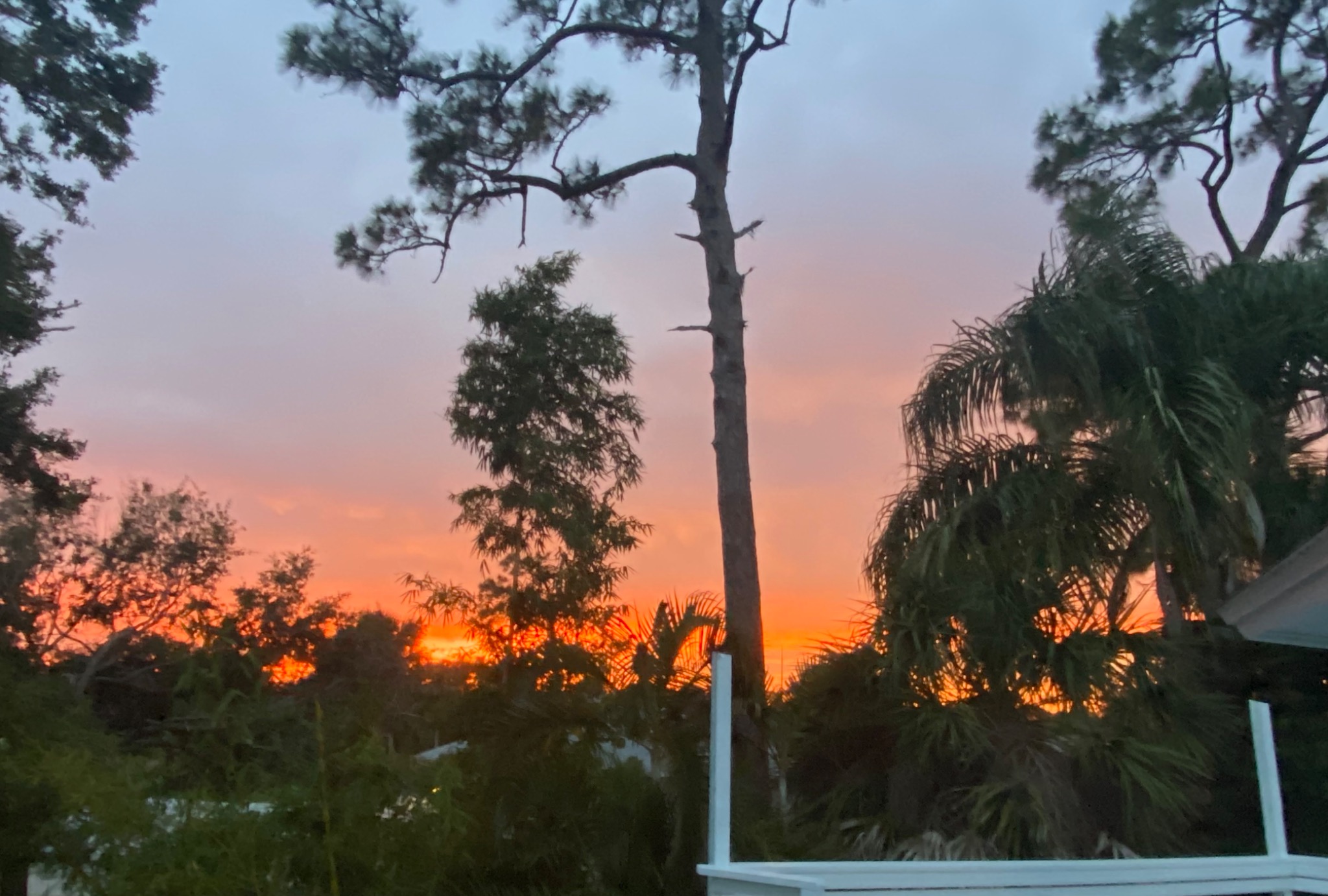 Tree house by the beach - Venice Tree house by the beach - Venice