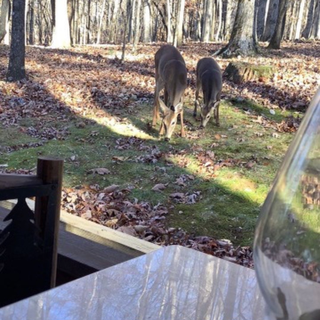 It's not uncommon to get visits from our deer friends