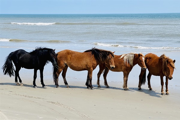 Corolla Wild Horses