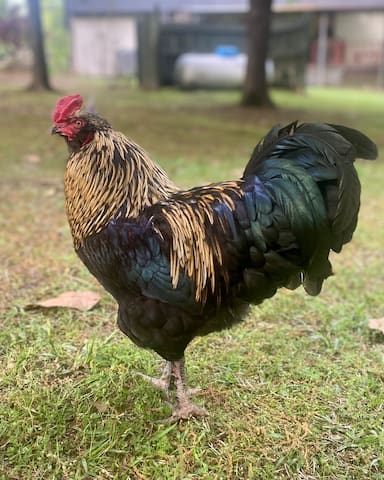 REDUCED RATE Baseball Regionals! PRIME location - - Oxford