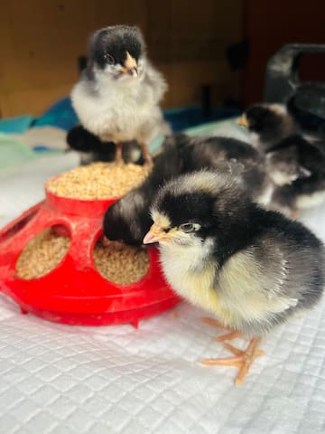 REDUCED RATE Baseball Regionals! PRIME location - - Oxford