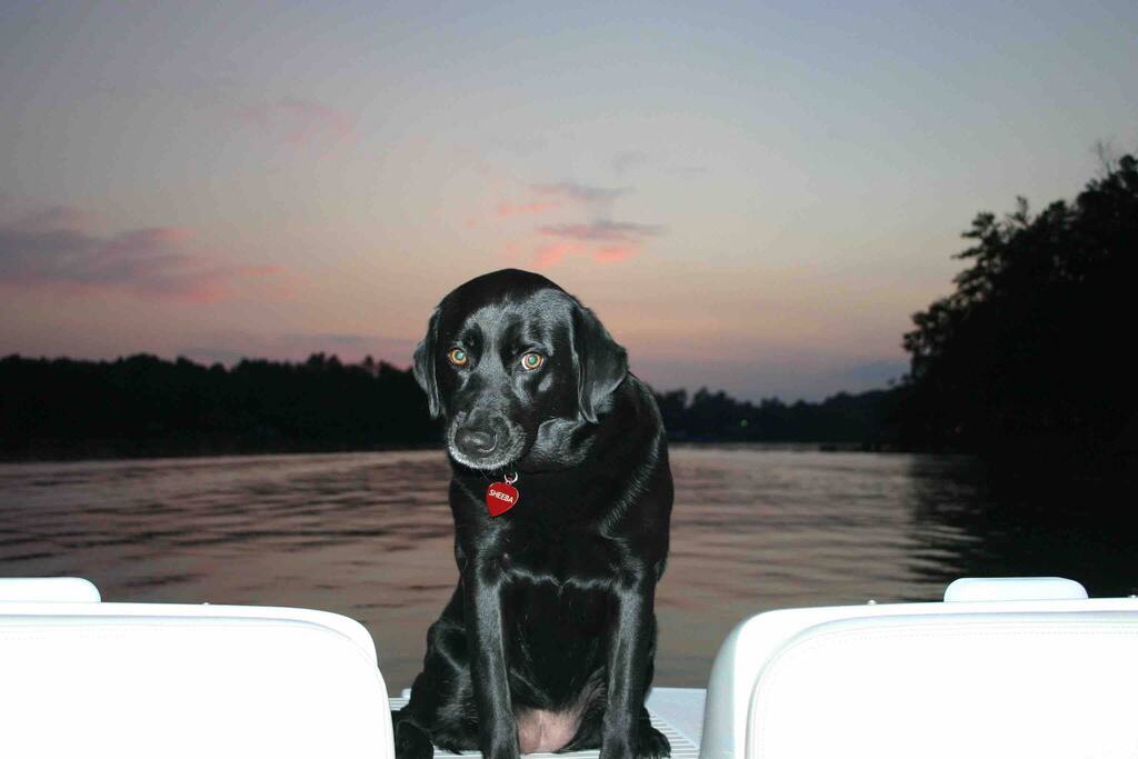 We know you love your furry friend. They are welcomed to stay for an additional fee. We know you love your furry friend. They are welcomed to stay for an additional fee. - Camm’s Lakeside Retreat (Close to Charlotte) - Belmont