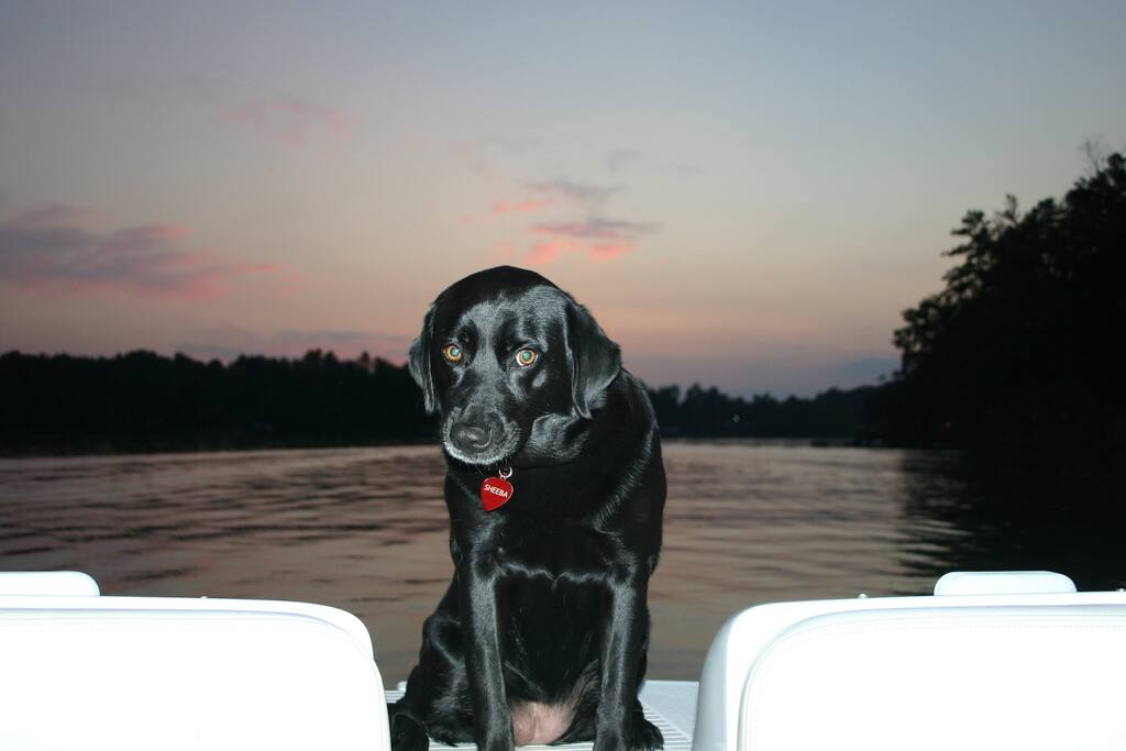 Fur babies are welcome to stay for an additional fee Fur babies are welcome to stay for an additional fee - Chalet on Lake Wylie, Waterfront w/Beach/Sleeps 16 - Belmont