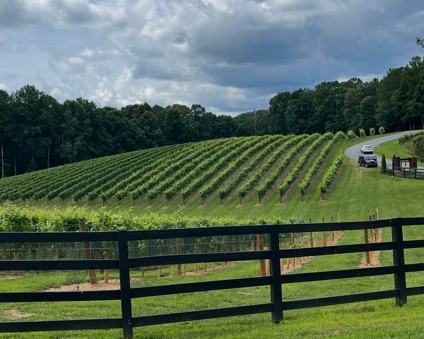 Enjoy an afternoon at our favorite local Ellijay winery, Roo Mountain Vineyards.