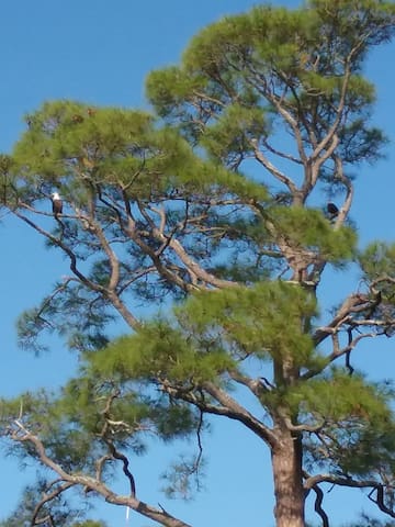 Nature's Nest Cottage on the Sound - Pets Welcome! - Mary Esther
