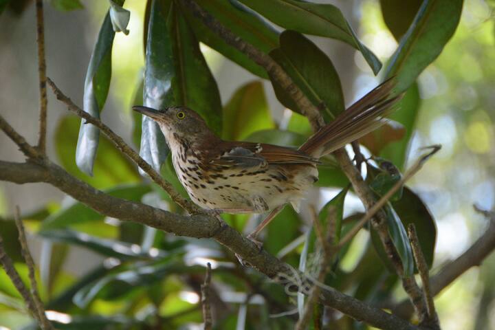 Nature's Nest Cottage on the Sound - Pets Welcome! - Mary Esther