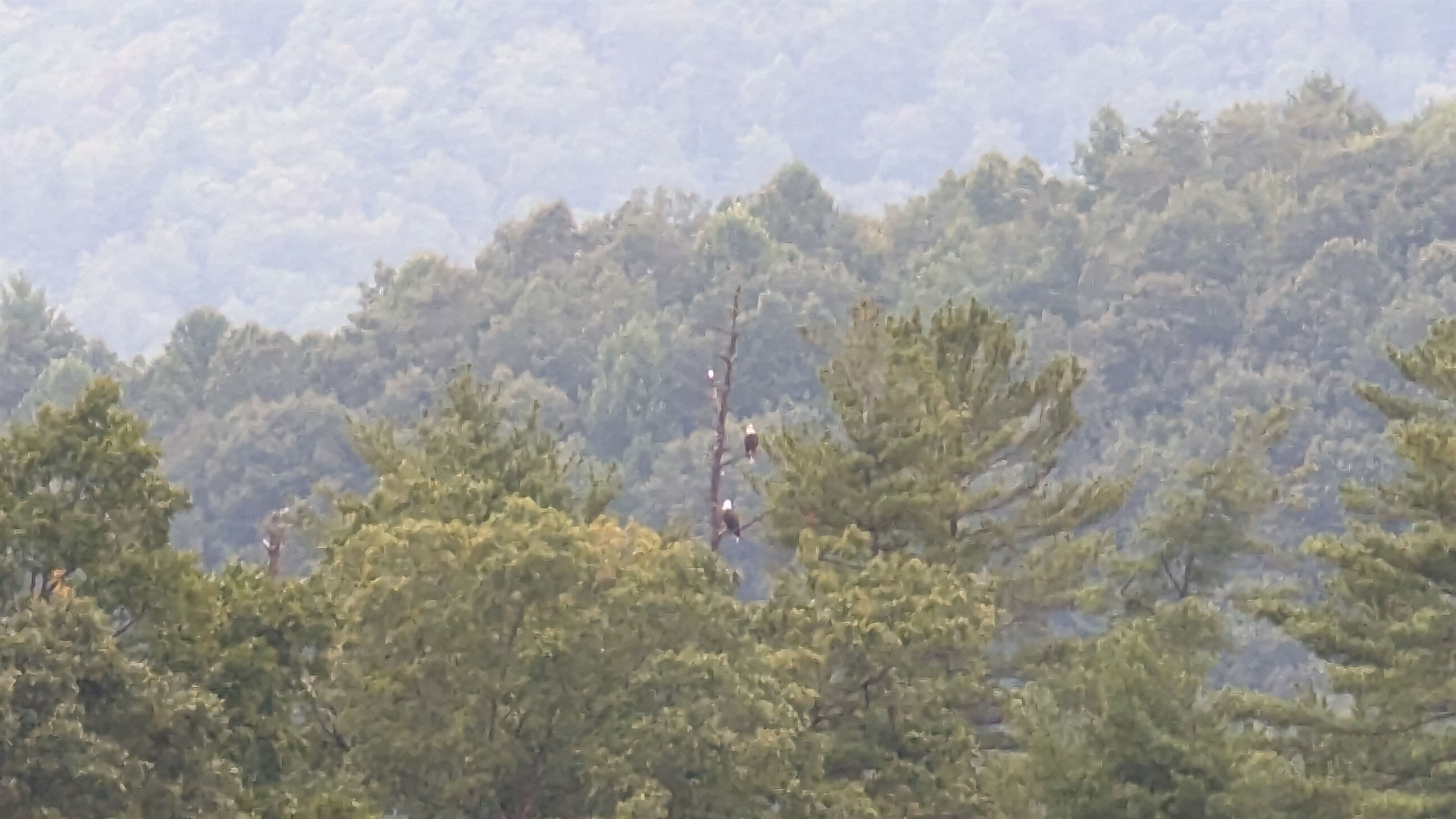 Bald Eagles with a Nest Visible from the Lake Home - A Point of View - Robbinsville