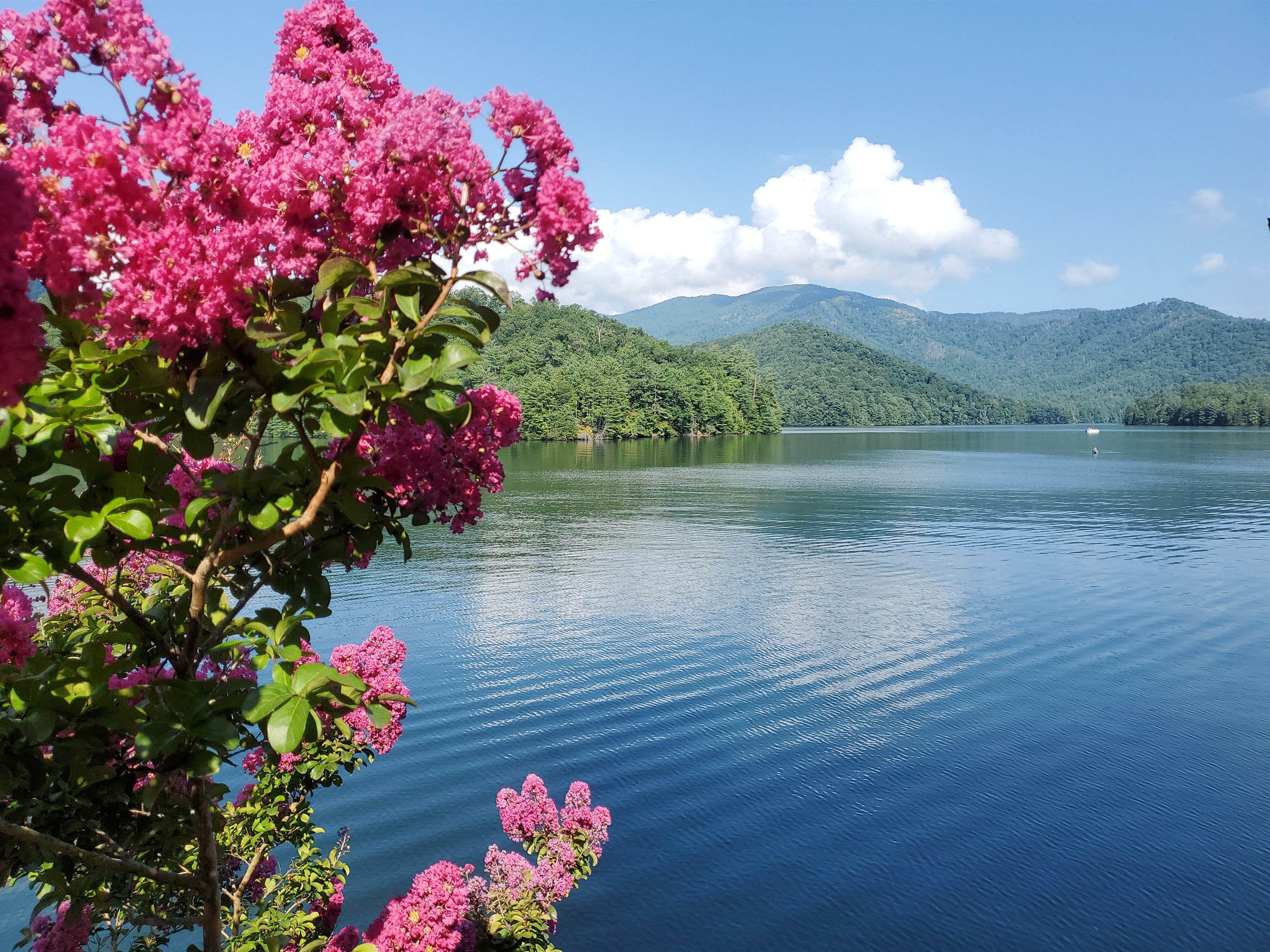 Spring Time at Lake Santeetlah - A Point of View - Robbinsville