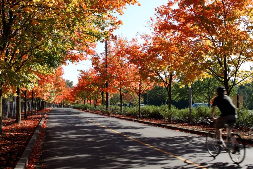 Soak in the beauty of Gene Coulon Park, one of the most popular fall photoshoot spots, where vibrant trees transform into shades of red, orange, and gold along the lakeside.