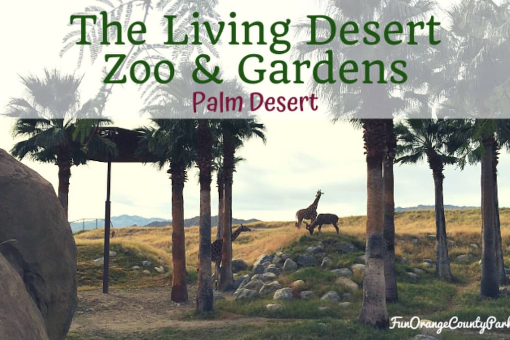 Get wild at the Palm Springs Zoo!  Explore this charming, family-friendly zoo with fascinating animals and beautiful gardens. A perfect day out for animal lovers and kids alike—don’t forget your camera for some unforgettable memories!
