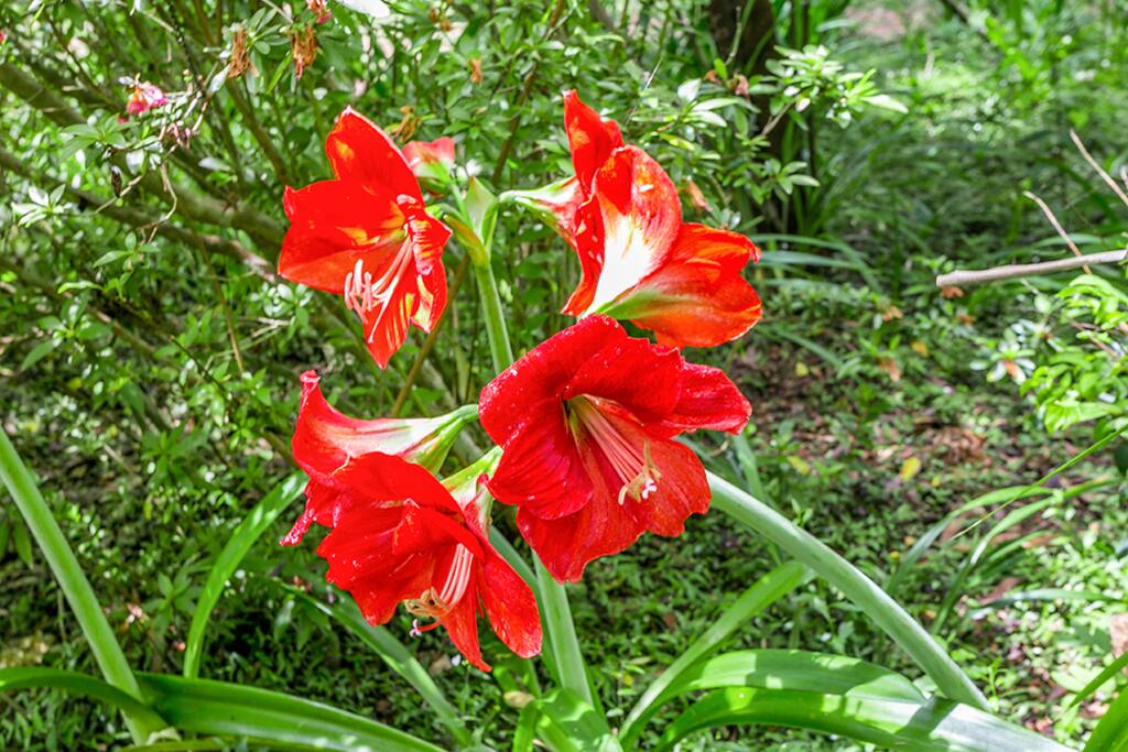 Flowers are seen on the various plants all year round