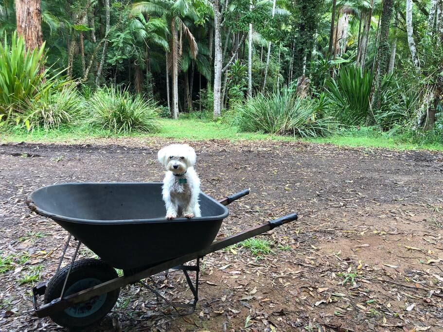 Stella the Wonder Dog helping out (not for sale). :)