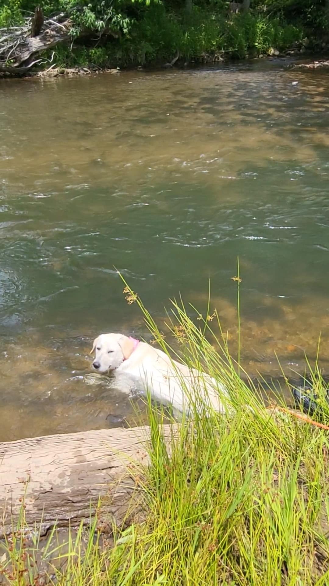 White Labrador's 1st swim in the Toccoa River!