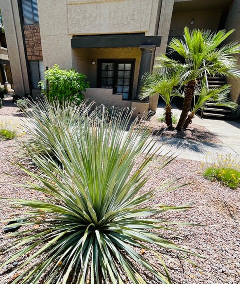 Private Patio Palms Pools Jacuzzi Ground Floor