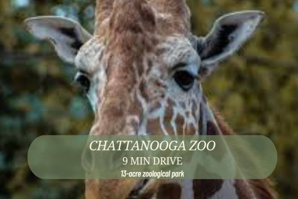 Walk to Choo Choo - Free Off Street Parking - Cozy - Chattanooga Walk to Choo Choo - Free Off Street Parking - Cozy - Chattanooga