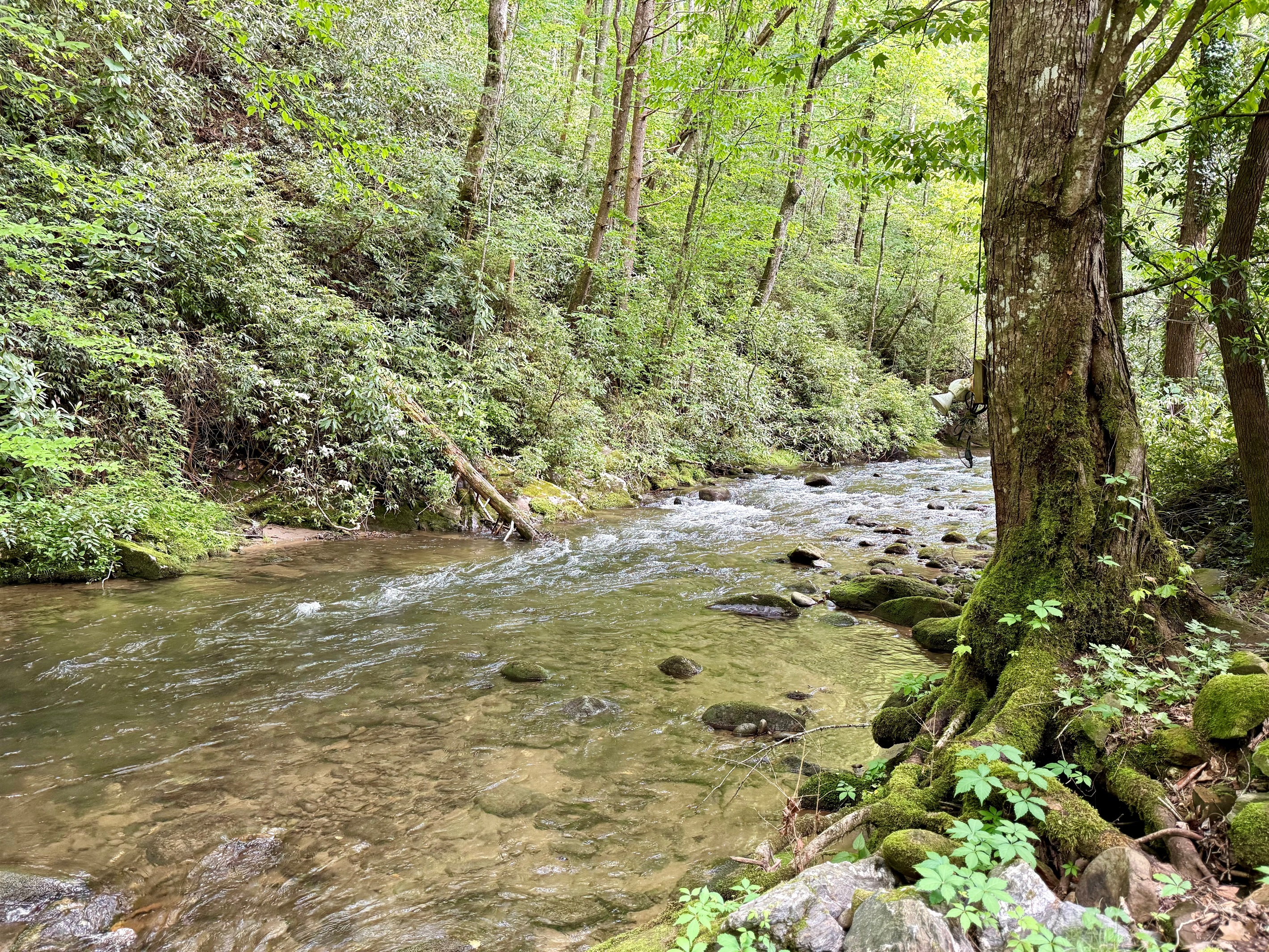 The kind of view that makes you slow down and stay a while. The kind of view that makes you slow down and stay a while. - Buffalo Creek Log Cabin - Robbinsville