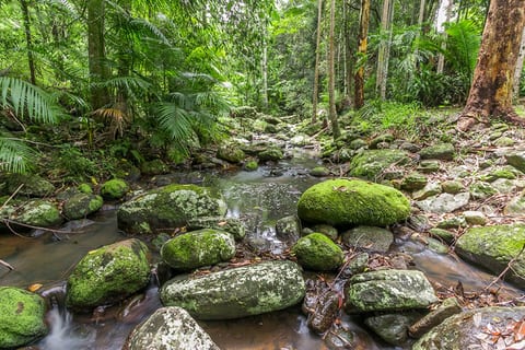 Snows Creek! Platypus have been sighted in this creek, but they are rare sightings and they are usually in the morning.