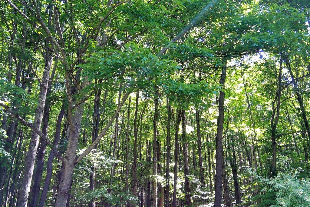 fall-catskills-retreat-with-fire-place-+-views/