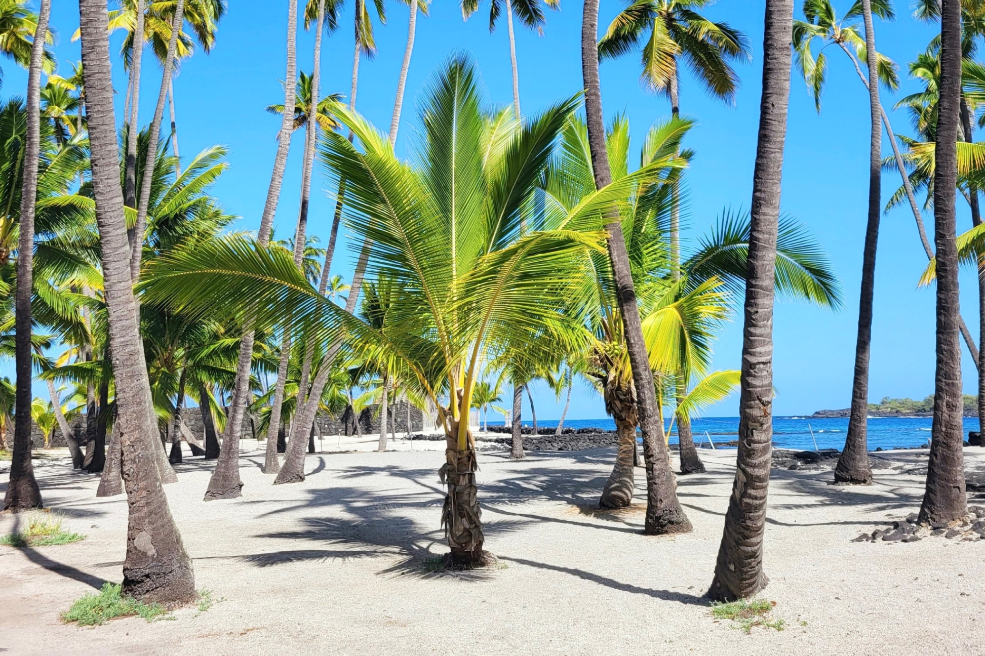 Lido Beach —Towering palms, Gulf breezes, and sunshine that goes on forever… and the shells!