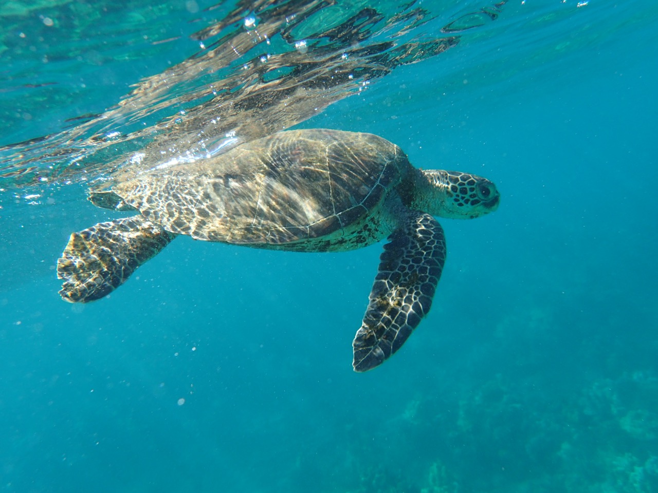 Kihei 1 Bedroom Condo with A/C, King Bed, Steps from the Beach!!