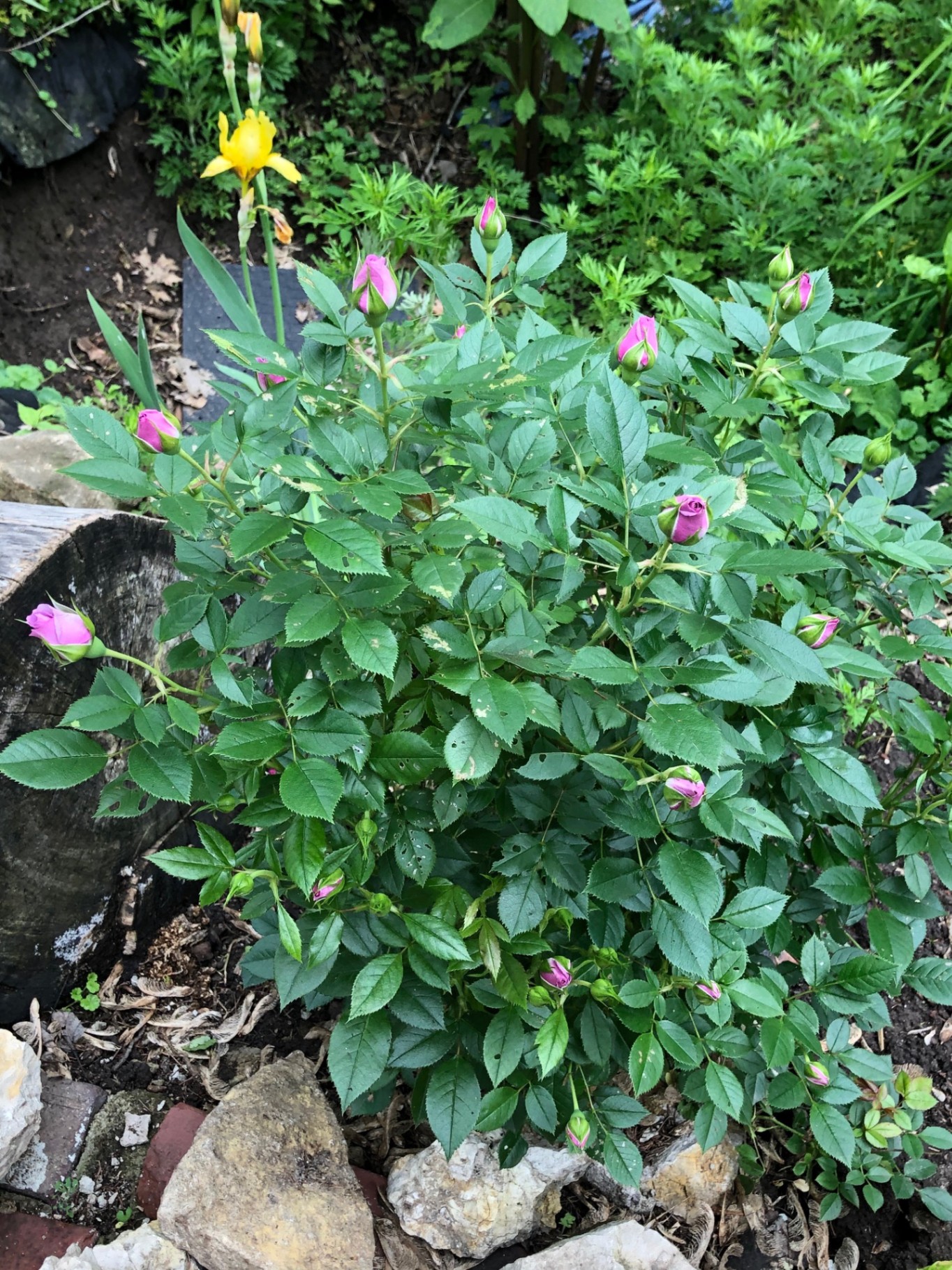 Vintage Airstream - Glamping with Style! - Kansas City