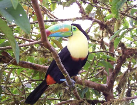 Toucan that sometimes peaks into your bedroom!