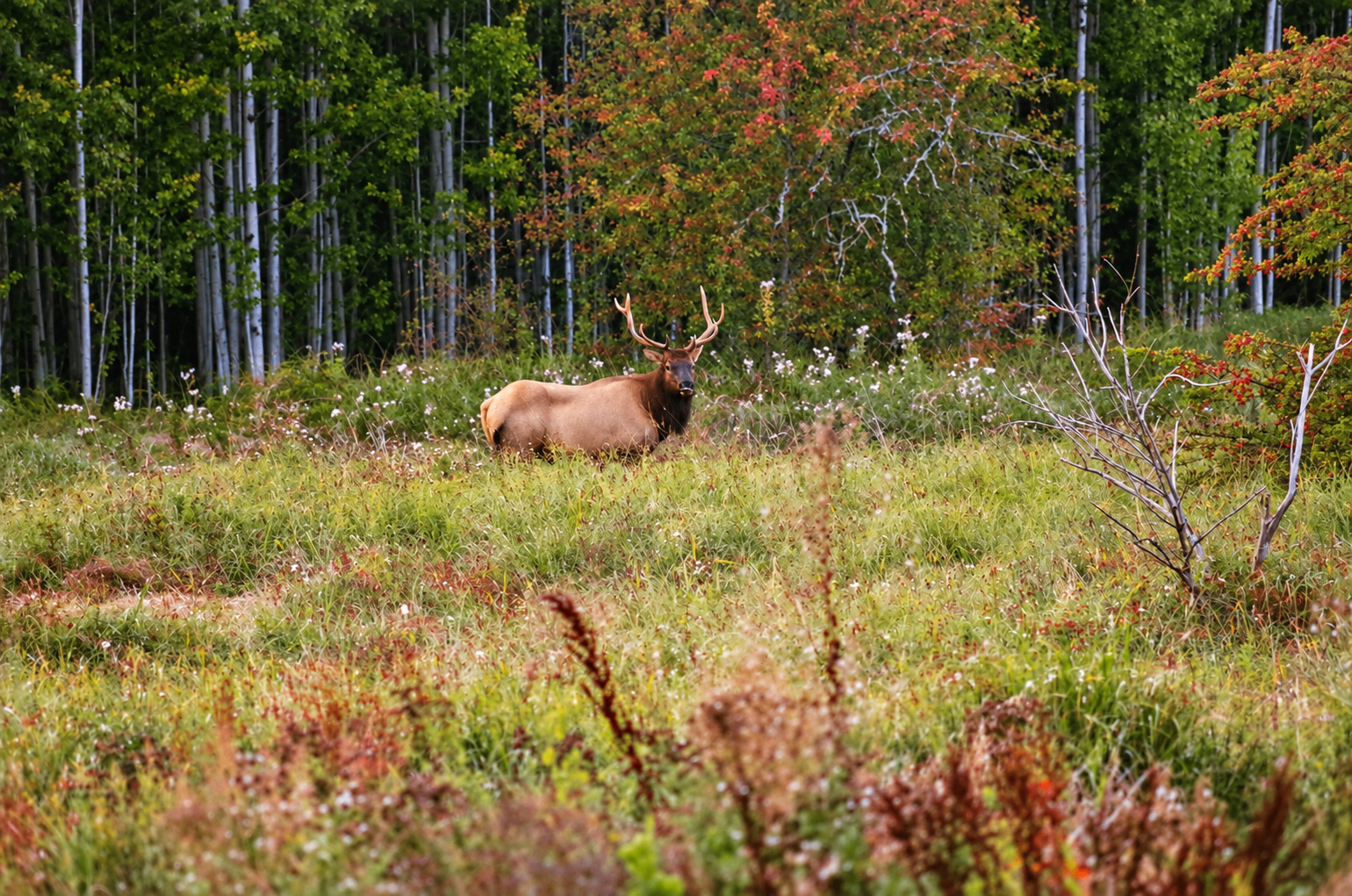 Wildlife is a frequent sight around Raven Meadows and the surrounding area.