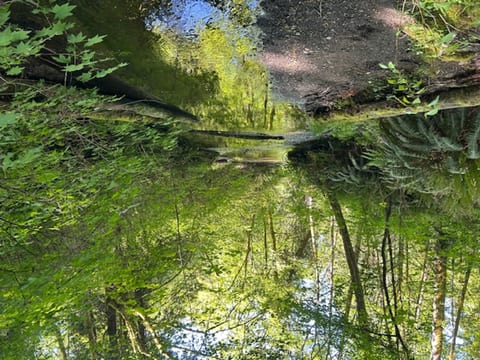 Our peaceful creek is just a short walk down your own private trail. Tucked away from the world but only steps from the back door, it’s the perfect spot for morning coffee, wading in the water, or simply relaxing in nature. 