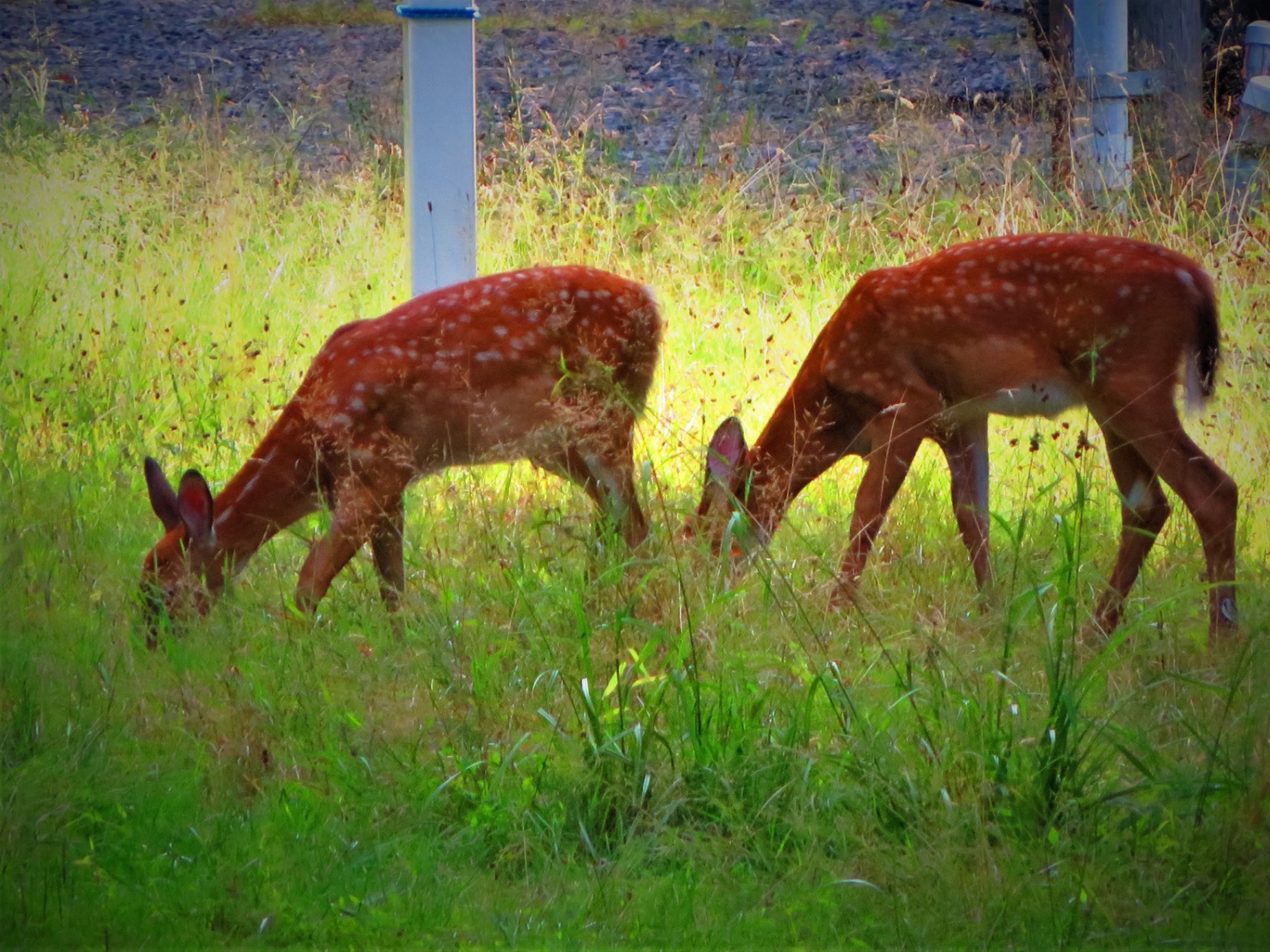 wild life around the house wild life around the house - Waterfront in Arrowhead lake community - Pocono Pines