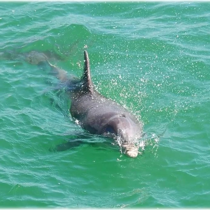 Private Guest suite/Patio/Laundry/Parking/Beach - Saint Petersburg