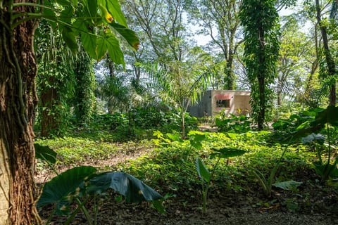 Stylish Jungle Cabin – River, Hammocks, Wi-Fi