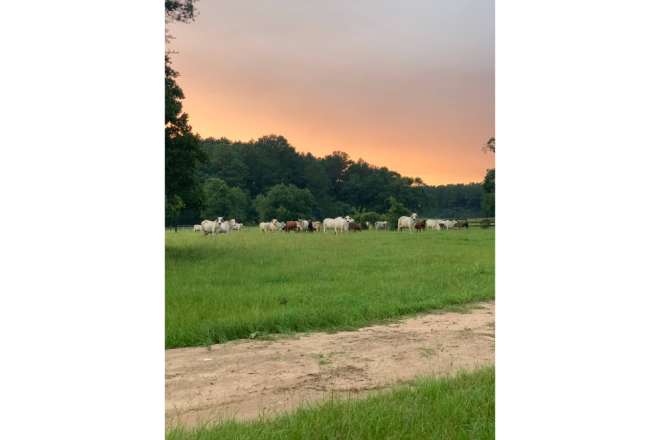 Farrington Legacy Ranch