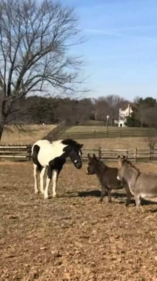 Guiness & The Donkeys - Pleasant Hills Farm Guest Cottage - (KP14820GH) - Darnestown